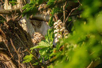 Waldkauz im Kastanienbaum bei Abendsonne