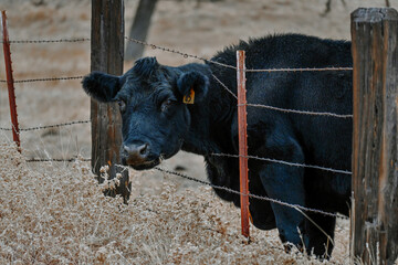 Black Angus Cow