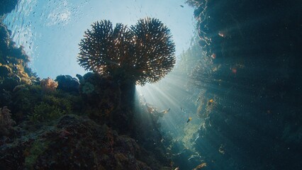 Obraz premium Coral reef in the tropical sea in Indonesia