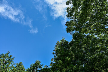 Obraz premium 森の中から見上げた夏の青空