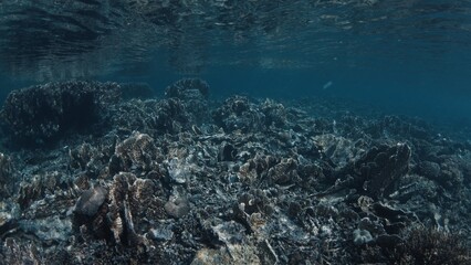 Coral reef in the tropical sea in Indonesia