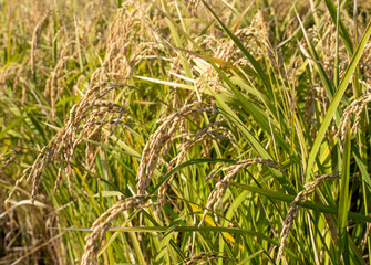 神奈川県　秋の水田風景