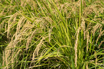 Obraz premium 神奈川県 秋の水田風景