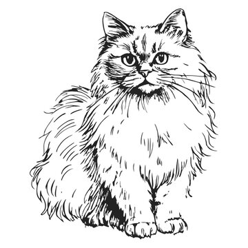 Ragdoll, cat breeds illustration with inscription, hand drawn doodle, sketch, outline black and white vector