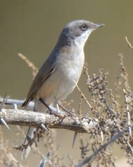 Lesser Whitethroat (Curruca curruca).

Small warbler, grayish-brown, white. Dark mask around eye, fast, rattling song. Scrublands, woodlands, gardens. Eats Insects, berries. Migratory, secretive.