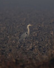 Grey Heron (Ardea cinerea) in a wetland in Pakistan.

Majestic heron stalks prey in wetlands across Eurasia and Africa. Adapts to urban areas, lives up to 5 years. Cultural symbol for many.