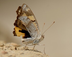 Yellow Pansy (Junonia hierta).

Has wide distribution range across Africa, Asia. Relatively simple looking when wings are closed but with wings open, it is an exceptionally beautiful butterfly.