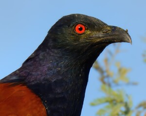 A closeup shot of Greater Coucal (Centropus sinensis).

In Pakistan, found throughout the plains. Its booming call is music in rural landscape. Often raids other birds and has predatory instincts. 