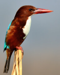 White-throated Kingfisher (Halcyon smyrnensis).

Bright blue back & wings flash in flight. Hunts lizards, fish, birds, insects etc. Loud calls echo through its habitats. Fearless and has an attitude.