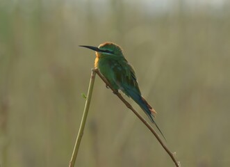 Blue-cheeked Bee-eater (Merops persicus).
Summer visitor to Pakistan! Dazzling acrobat. Catches insects in flashy mid-air dives.