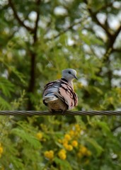 Red Collared Dove or Red Turtle Dove (Streptopelia tranquebarica) male.

Reddish-brown, black...