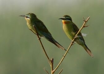 Blue-cheeked Bee-eater (Merops persicus).
Summer visitor to Pakistan! Dazzling acrobat. Catches insects in flashy mid-air dives.