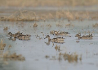 Eurasian Teal (Anas crecca) in spate irrigated area in Pakistan.

A common migrant and Winter...