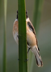 White-tailed Stonechat (Saxicola leucurus).

Small, striking bird, black, contrasting white tail. Grasslands, wetlands. Feeds on insects, small invertebrates. Often seen perched on low vegetation.