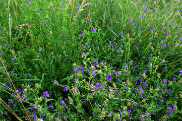 The field is blooming alfalfa