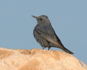 Blue Rock Thrush (Monticola solitarius).

Medium-sized bird, striking blue plumage, preference for...