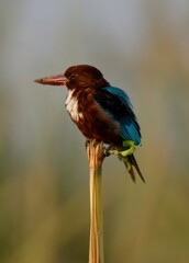 White-throated Kingfisher (Halcyon smyrnensis) perched upon a branch in a wetland of Indus River in Pakistan with green smooth background.