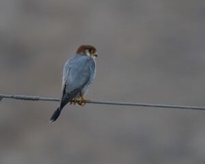 Red-necked Falcon or Red-headed Falcon or Red-headed Merlin (Falco chicquera) perched on an electrical wire in Pakistan.

Listed as “Near Threatened” on the IUCN Red List of Threatened Species.