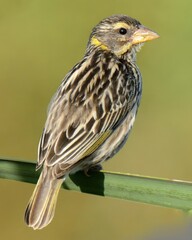 Streaked Weaver (Ploceus manyar).

Small bird, streaked brown plumage, distinctive black mask. Wetlands, grasslands. Weaves nests and feeds on seeds and insects.