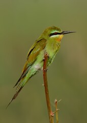 Blue-cheeked Bee-eater (Merops persicus).

Summer visitor to Pakistan! Dazzling acrobat. Catches insects in flashy mid-air dives. 
