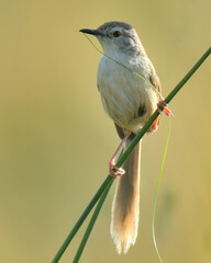Plain Prinia (Prinia inornate).

Native to South-Southeast Asia, builds its nest in shrubs or tall grass. Seen in lowland grasslands, open woodlands, scrub, and gardens, it is primarily insectivorous.