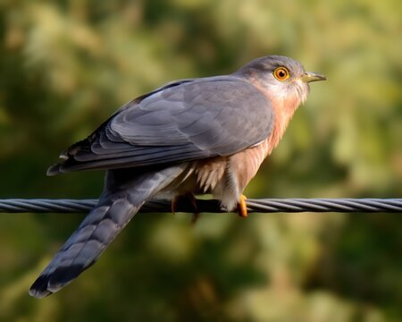 Common Hawk-Cuckoo (Hierococcyx varius).

Medium-sized bird, hawk-like (Shikra,Sparrowhawk) appearance, distinctive "brain-fever" call. Forests and gardens. Feeds on insects, small vertebrates.