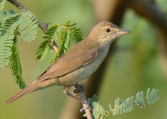 Blyth's Reed Warbler (Acrocephalus dumetorum).

Small, brownish warbler, plain appearance, skulking behavior. Feeds on insects, small invertebrates. Rich, varied song. Often remains hidden. Migratory.