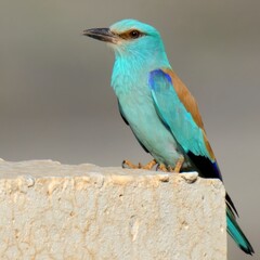 European Roller or Eurasian Roller (Coracias garrulus).

Stunning azure and chestnut plumage, aerial acrobatics courtship displays. Open woodland, grasslands, Breeds in Eurasia and winters in Africa.
