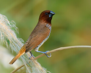 Scaly Breasted Munia or Spotted Munia (Lonchura punctulata).

Small finch, scaly breast and belly. Brown and white. Grasslands, gardens, agricultural fields. Seeds, grains. Social bird, forms flocks.
