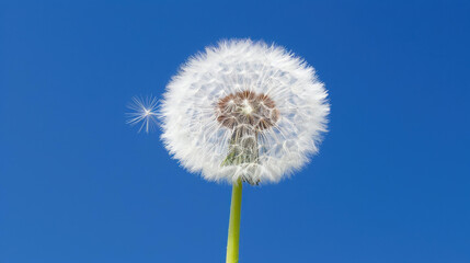 Vivid image of a large dandelion against a blue backdrop.