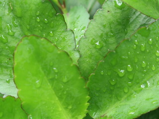 Kalanchoe pinnata leaves wet from rainwater