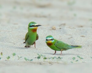 Blue-cheeked Bee-eater (Merops persicus).

Summer visitor to Pakistan! Dazzling acrobat. Catches insects in flashy mid-air dives. 
