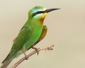 Blue-cheeked Bee-eater (Merops persicus).

Summer visitor to Pakistan! Dazzling acrobat. Catches insects in flashy mid-air dives. 
