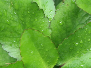 Kalanchoe pinnata leaves wet from rainwater
