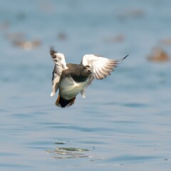 Gadwall (Mareca strepera).

Sleek dabbling duck. Males gray-brown with black rump, females mottled brown. White speculum. Large duck, often hunted. Seen in Euraisa, Americas, Africa.