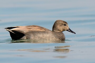 Gadwall (Mareca strepera).

Sleek dabbling duck. Males gray-brown with black rump, females mottled brown. White speculum. Large duck, often hunted. Seen in Euraisa, Americas, Africa.