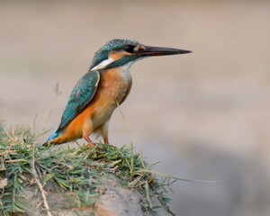 Common / Eurasian Kingfisher (Alcedo atthis). 

A beautiful, tiny and widespread species of Kingfishers. Often seen on the edges of Streams and Rivers. 