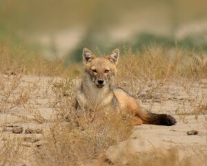 Golden Jackal (Canis aureus).

Wily opportunist! Thrives in diverse habitats. Adaptable hunter, eats meat, fruit and carrion. Found in Eurasia.