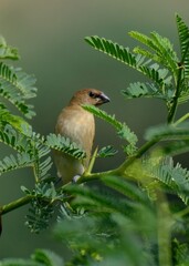 Scaly Breasted Munia or Spotted Munia (Lonchura punctulata).

Small finch, scaly breast and belly. Brown and white. Grasslands, gardens, agricultural fields. Seeds, grains. Social bird, forms flocks.