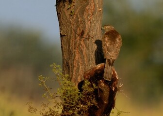 A Shikra (Accipiter badius) blending into the tree.

Agile hunter darts through trees & bushes, snatches birds & rodents. Common falconry bird in Pakistan.