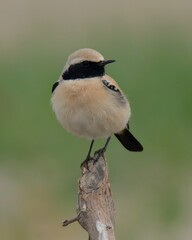 Desert Wheatear (Oenanthe deserti) perched on a branch.

Insectivorous bird thrives in arid...