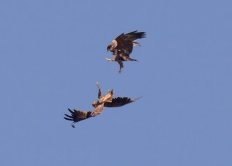 Fototapeta premium Territorial fight between Greater Spotted Eagle (Clanga clanga) and Indian Spotted Eagle (Clanga hastata) high in the air a wetland of Indus River in Pakistan.