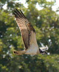Osprey (Pandion haliaetus).

Large raptor, white underparts, dark upperparts, black eye stripe....