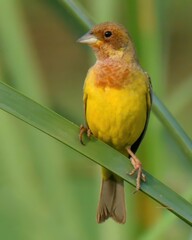 Red-headed Bunting (Emberiza bruniceps).

Breeds in Central Asia and migrates to India and Bangladesh. Prefers open scrubby areas for nesting. Males have bright yellow underparts and a reddish face.