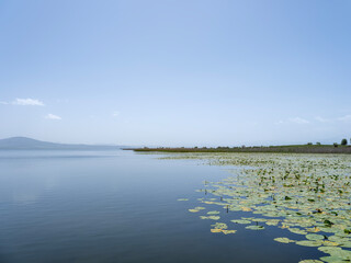 Yellow water lily, beautiful lake image with yellow water lily. Nuphar Lutea.  Green reeds on the horizon, big mountain and blue sky in background. Copy space. Beyşehir lake in T&uuml;rkiye.