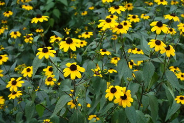 Fototapeta premium Blossom of Rudbeckia triloba in mid August