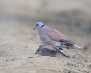Red Collared Dove or Red Turtle Dove (Streptopelia tranquebarica) male female mating breeding.

Open woodlands, agricultural areas. Feeds on seeds and grains. Summer breeder to plains of Pakistan.