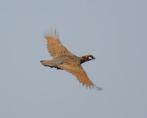 Black Francolin (Francolinus francolinus) in flight over a wetland of Indus River of Pakistan.

One of the commonest Pet bird in Pakistan. Lovely call. Severely hunted. Grasslands, scrublands.