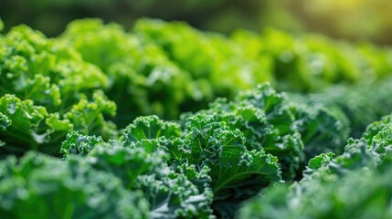 Kale farming for business with selective focus on green produce