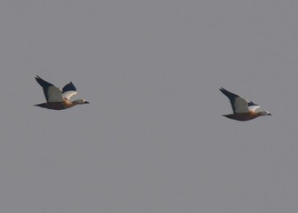 Ruddy Shelduck or Brahminy Duck (Tadorna ferruginea).

Large, striking waterfowl with orange-brown plumage, pale head. Found in wetlands and lakes, forages for aquatic plants and small invertebrate.